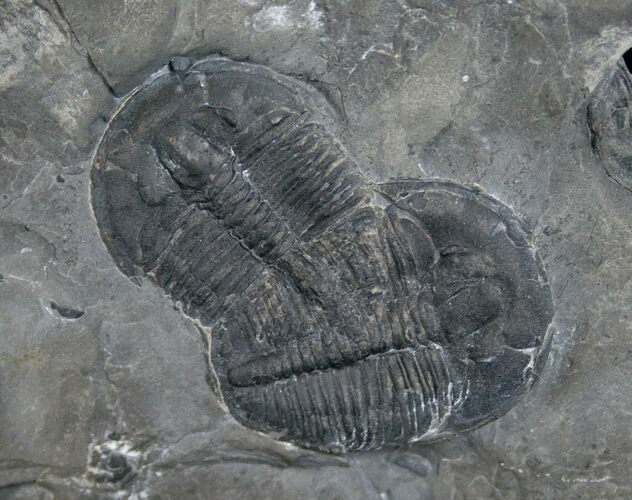 Pair of Inch Long Elrathia Trilobites #6753